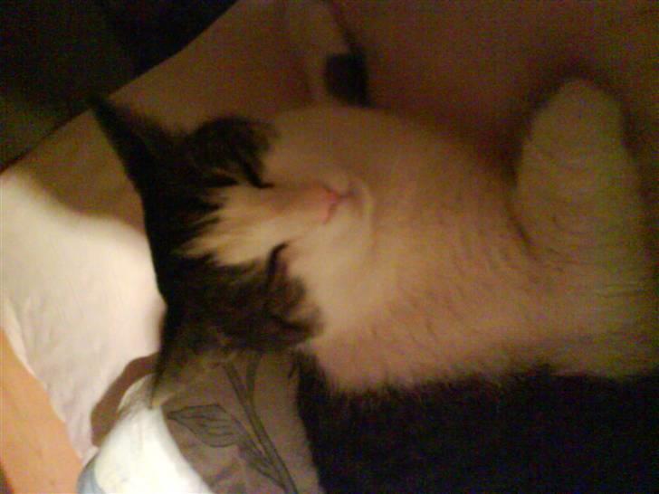 Blanding af racer Mao - han er da kær billede 4