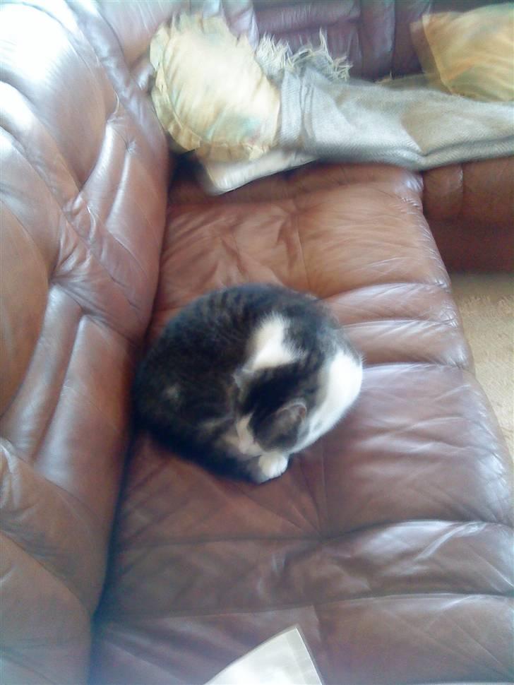 Blanding af racer Mao - den dejlige på sofaen billede 5