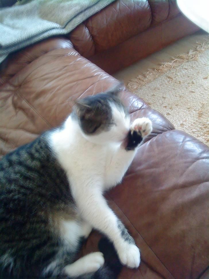 Blanding af racer Mao - så det vaske tid som det er næsten altid billede 6