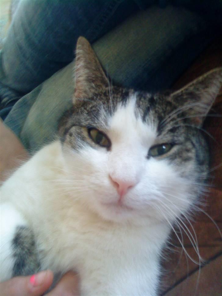 Blanding af racer Mao - ser hvor sød jeg er billede 7