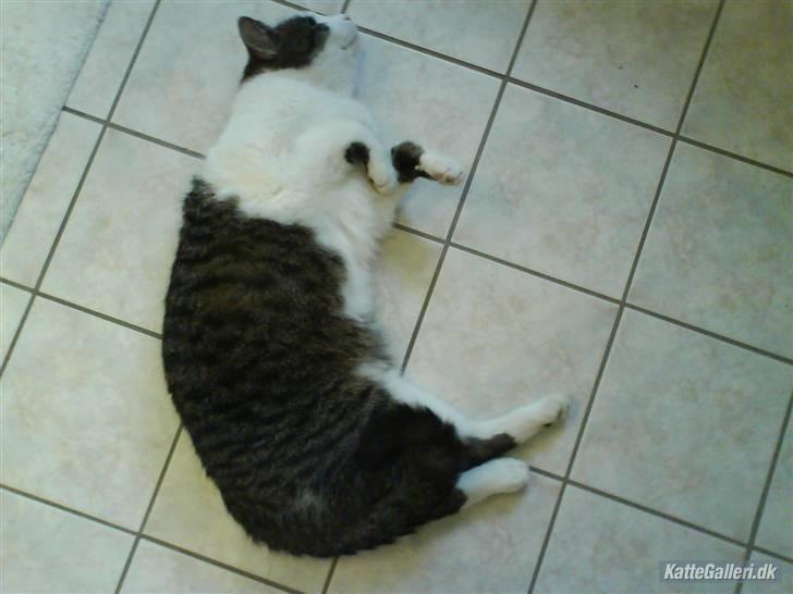 Blanding af racer Mao - jeg er så doven  billede 8