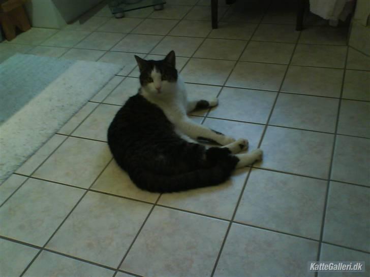 Blanding af racer Mao - uh hvem kommer der ?? billede 9