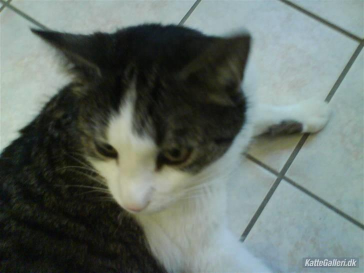 Blanding af racer Mao - jeg er lækker billede 10