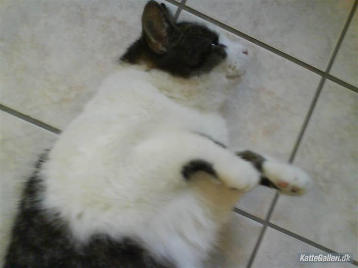 Blanding af racer Mao - jeg elsker at ligge sådan her det det bedste billede 11