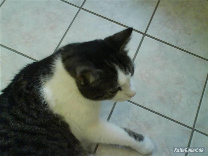 Blanding af racer Mao - lad nu være med at tage billeder mooar billede 12