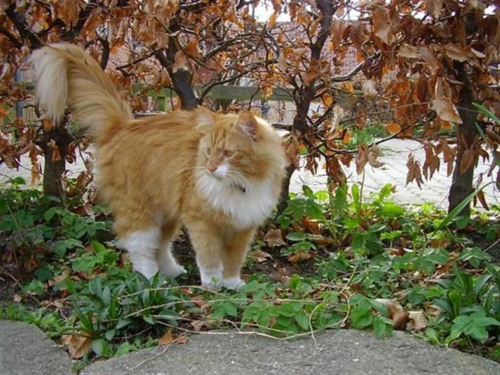 Blanding af racer Felix - Felix tager det helt afslappet billede 1