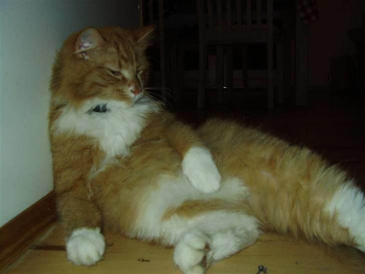 Blanding af racer Felix - Uhhh var der nogen der raslede med madposen?? billede 2