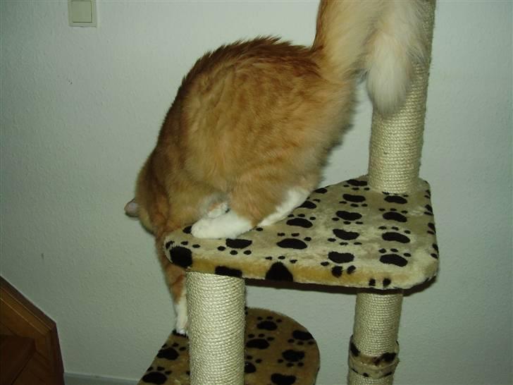 Blanding af racer Felix - eeeh hvordan var det nu man kom ned fra den her dims?! billede 3