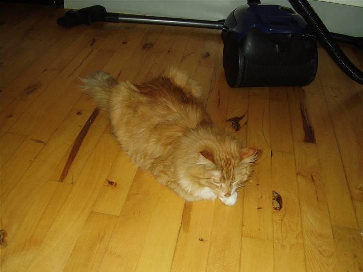 Blanding af racer Felix - Felix kigger på Fra køkkenet ude i entreén har Nelle født sin første killing billede 4