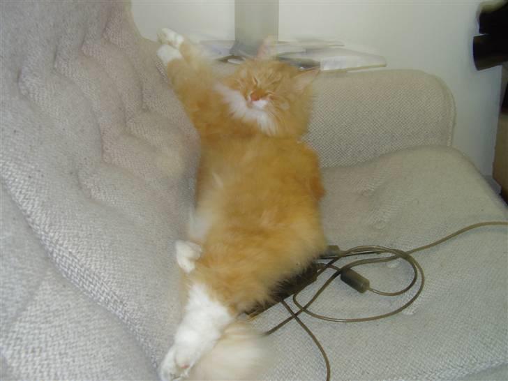 Blanding af racer Felix - mmmm et varmt computerbatteri i sofaen totalt win win billede 5