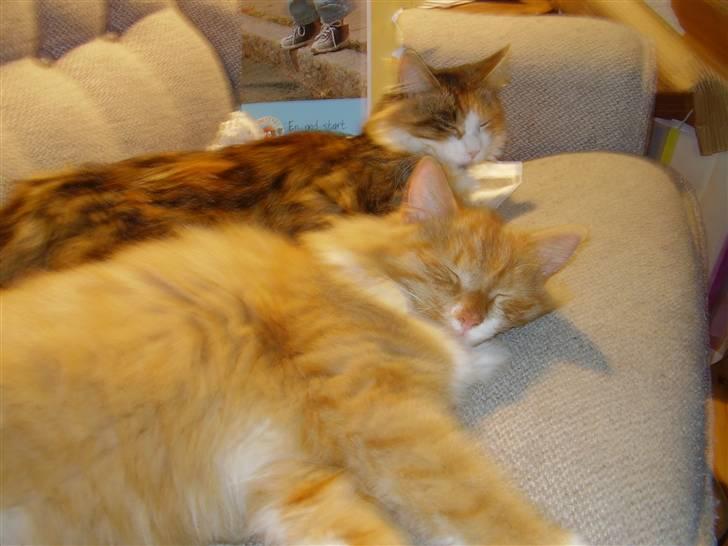 Blanding af racer Felix - vi sover dus (fylder hele sofaen) billede 6