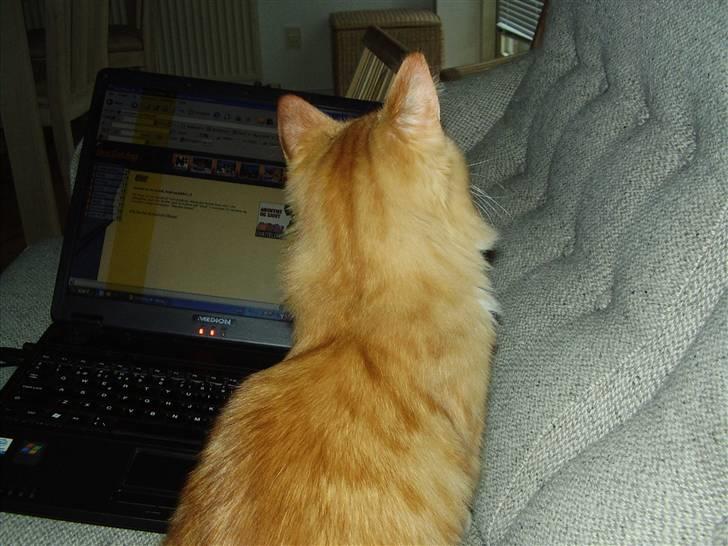 Blanding af racer Felix - Felix netdater billede 7