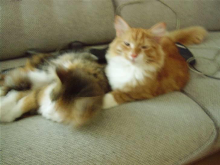 Blanding af racer Felix - hva laver du nu? vi sover lige dus (igen) billede 8