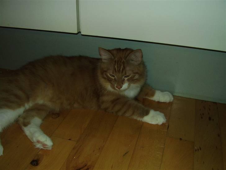 Blanding af racer Felix - er der nogen der har tabt en kat? billede 9