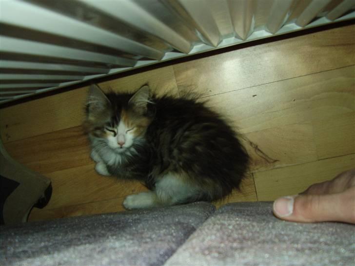 Blanding af racer Chanelle - dejligt lunt ved radiatoren bag sofaen dette er min 1dag her billede 2