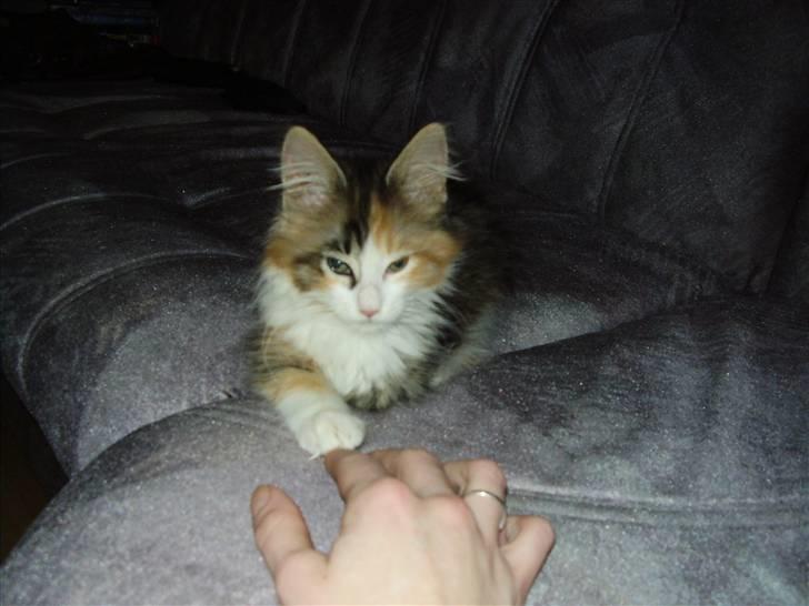 Blanding af racer Chanelle - uhh det skønt at være dronning billede 3