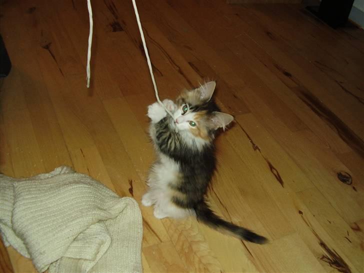 Blanding af racer Chanelle - den er miiiin billede 4