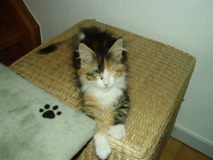 Blanding af racer Chanelle - sagd du noget?? billede 5