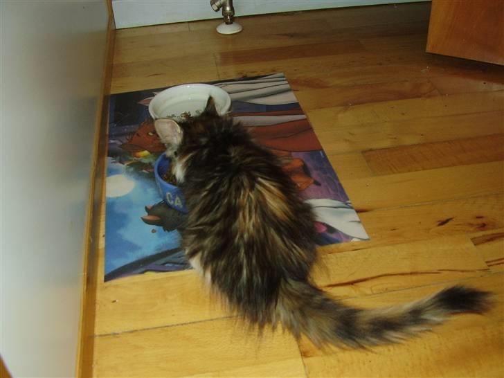 Blanding af racer Chanelle - kun lidt madglad billede 7