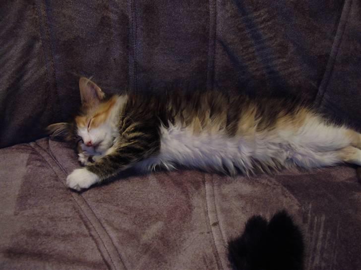 Blanding af racer Chanelle - aahhh billede 8