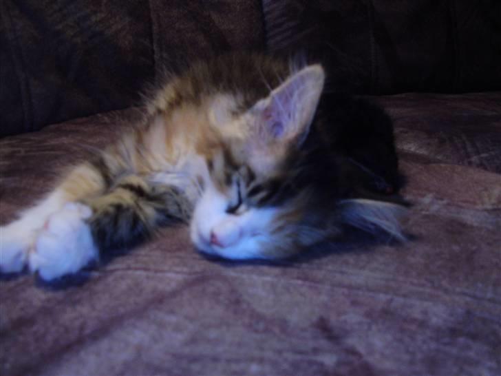 Blanding af racer Chanelle - helt tabt for omverdenen billede 9