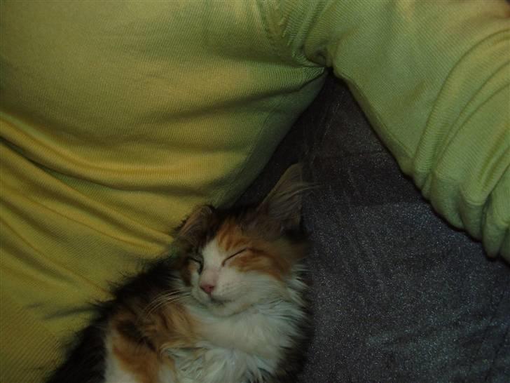 Blanding af racer Chanelle - jeg ku lige ligge i min mors armule billede 10