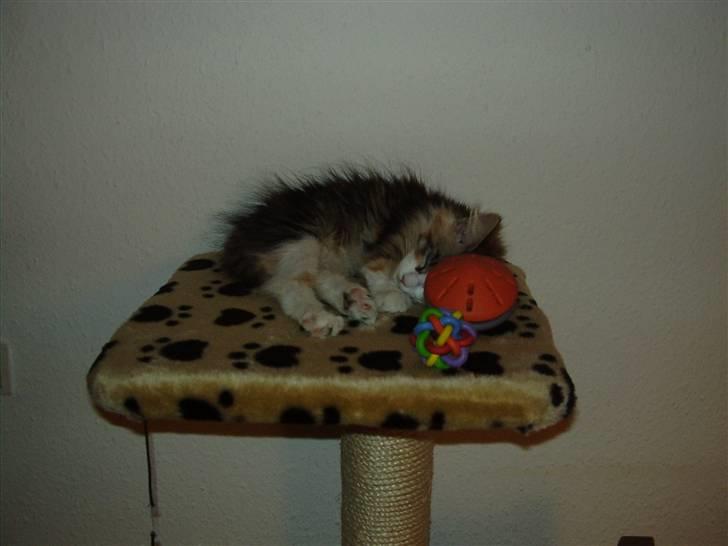 Blanding af racer Chanelle - årh cute! billede 11