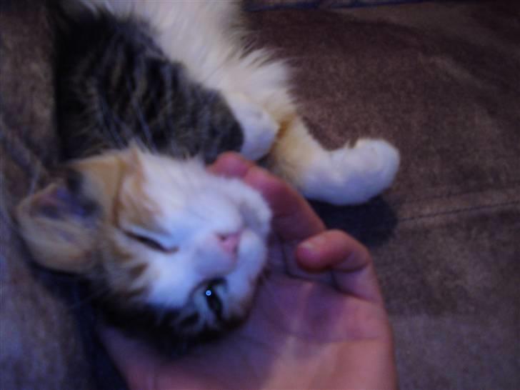 Blanding af racer Chanelle - ooo gør det lige igen billede 12