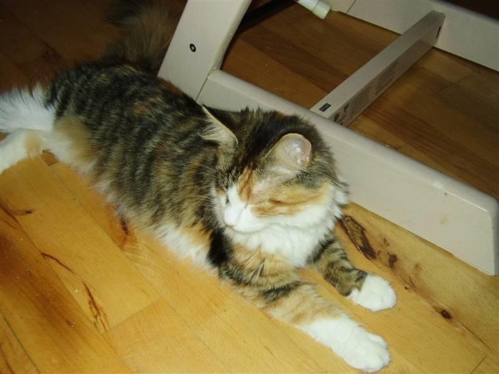 Blanding af racer Chanelle - bum bum bum billede 13