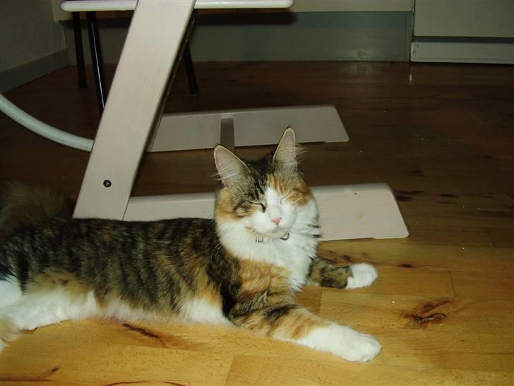 Blanding af racer Chanelle - Nååå var det mig du snakkede til billede 14