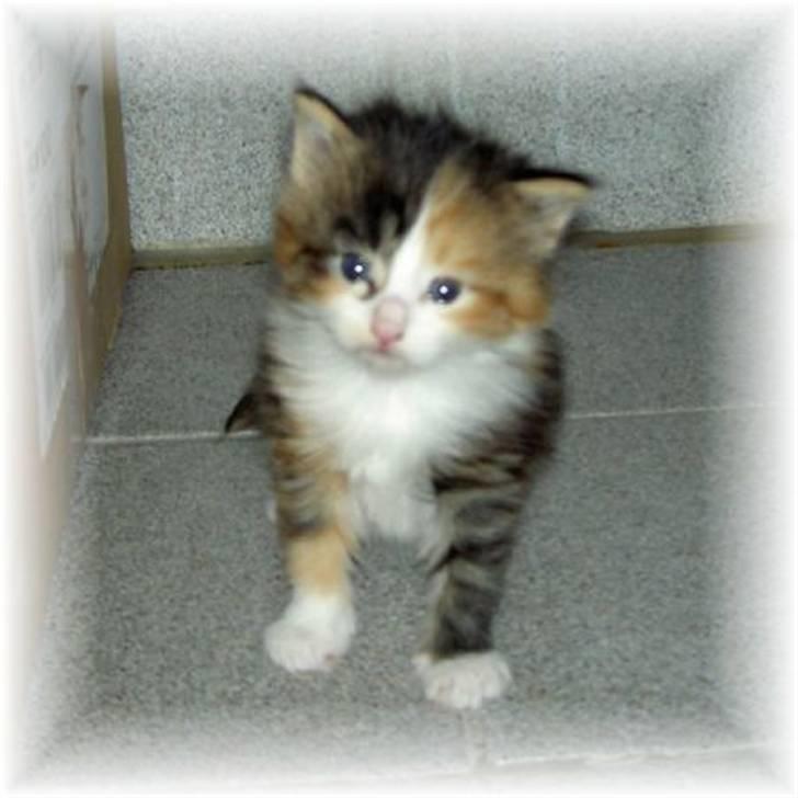 Blanding af racer Chanelle - tullehu billede 16