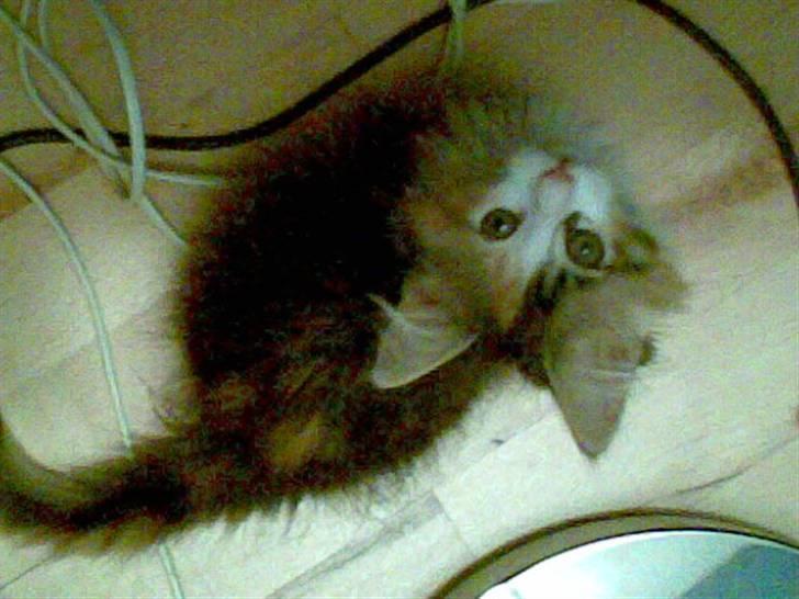 Blanding af racer Chanelle - årh i fandt mig! billede 17