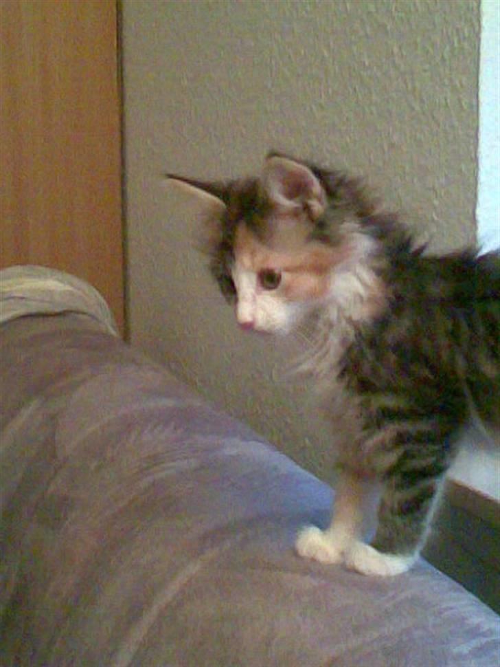 Blanding af racer Chanelle - eeeh en potteplante hvad for noget? billede 18