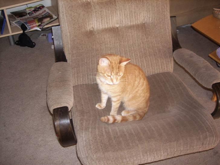 Huskat garfield *R.I.P* - hej billede 8