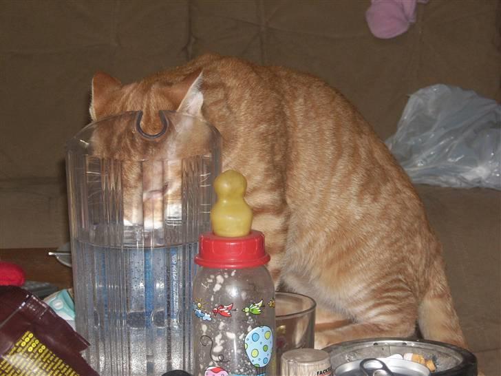 Huskat garfield *R.I.P* - jaaa hvis man er tørstig sååå... billede 9