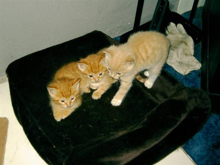 Huskat garfield *R.I.P* - her er vi ikke særlige gamle det er mig i midten den lyse er vores anden bror miv han er desværre stukket af billede 10