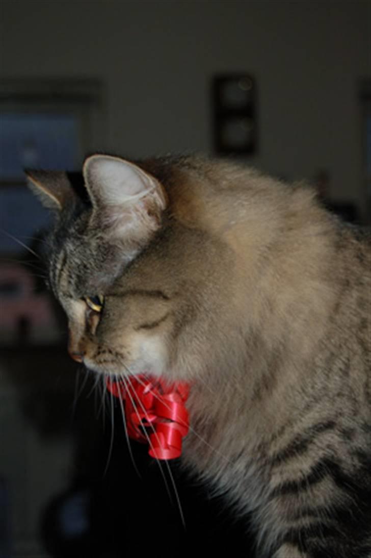 Maine Coon Tudi  billede 15