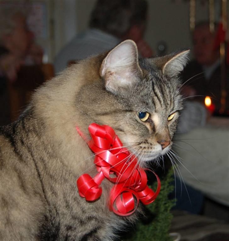 Maine Coon Tudi  billede 16