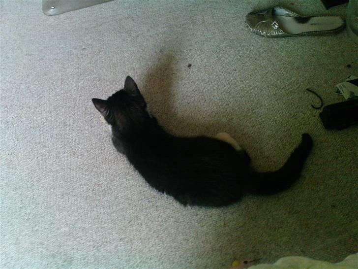 Huskat Josephine (Nyt hjem) billede 1