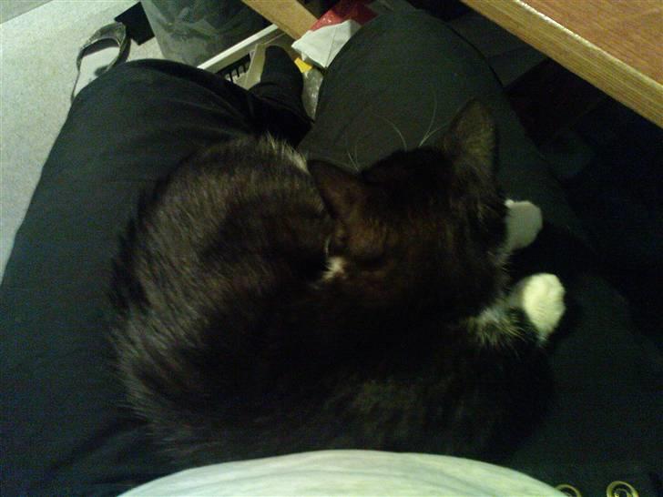 Huskat Josephine (Nyt hjem) billede 2