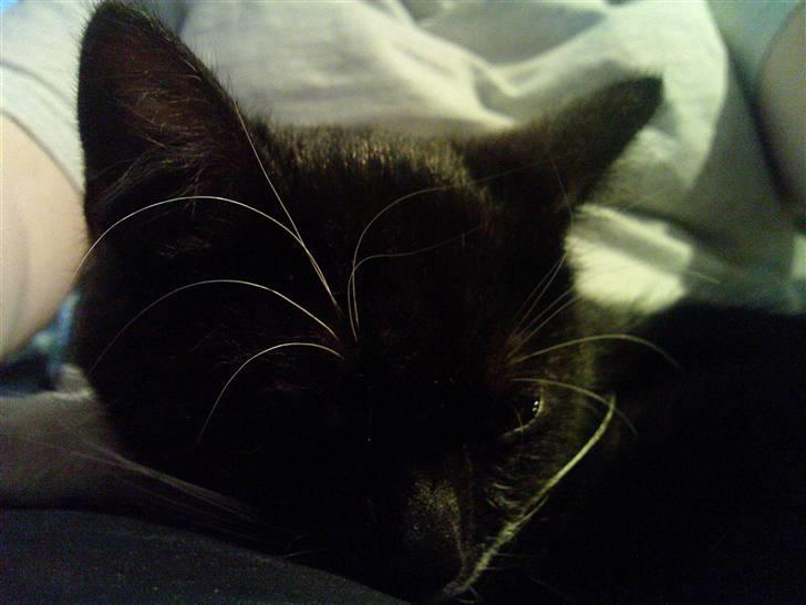 Huskat Josephine (Nyt hjem) billede 3