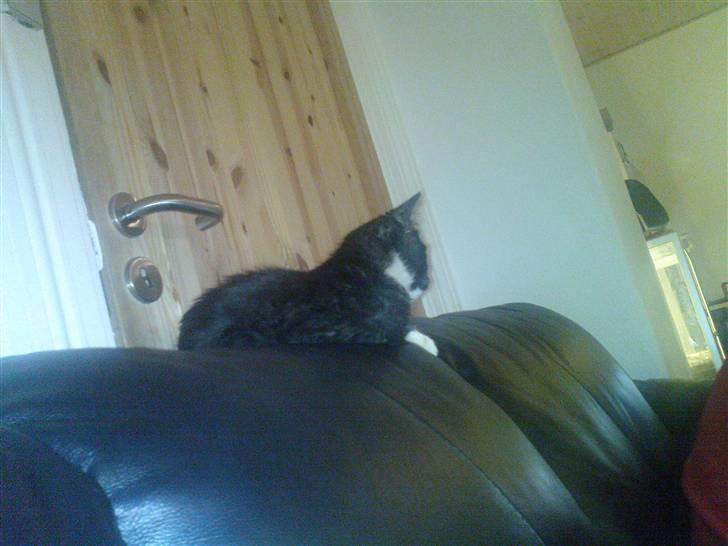 Huskat Josephine (Nyt hjem) billede 4