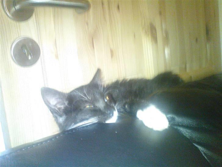 Huskat Josephine (Nyt hjem) billede 5