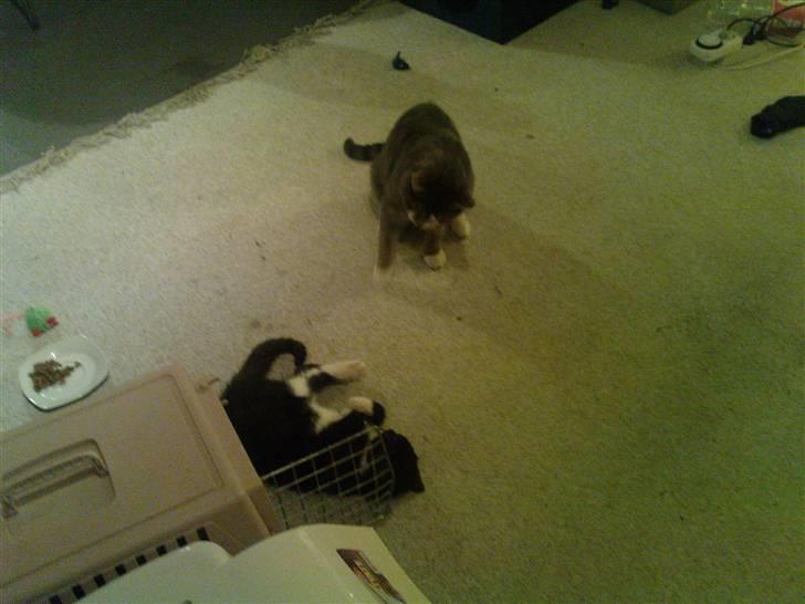 Huskat Josephine (Nyt hjem) billede 6