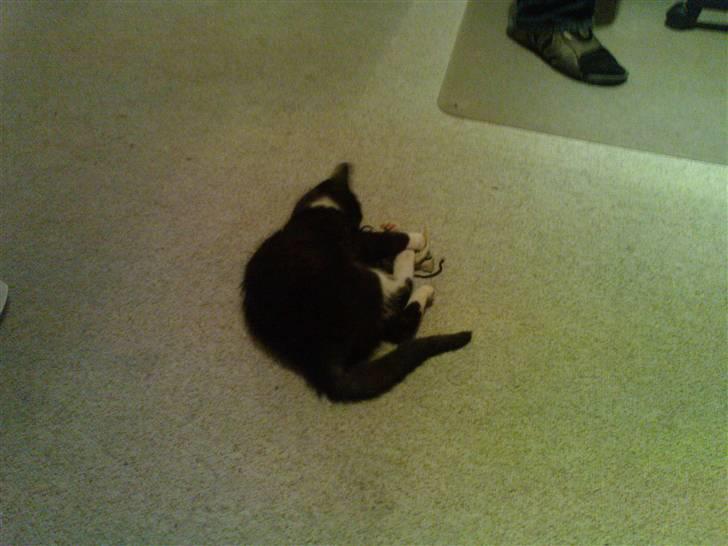 Huskat Josephine (Nyt hjem) billede 7