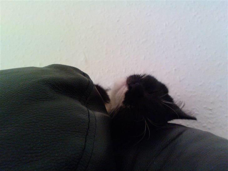 Huskat Josephine (Nyt hjem) billede 8