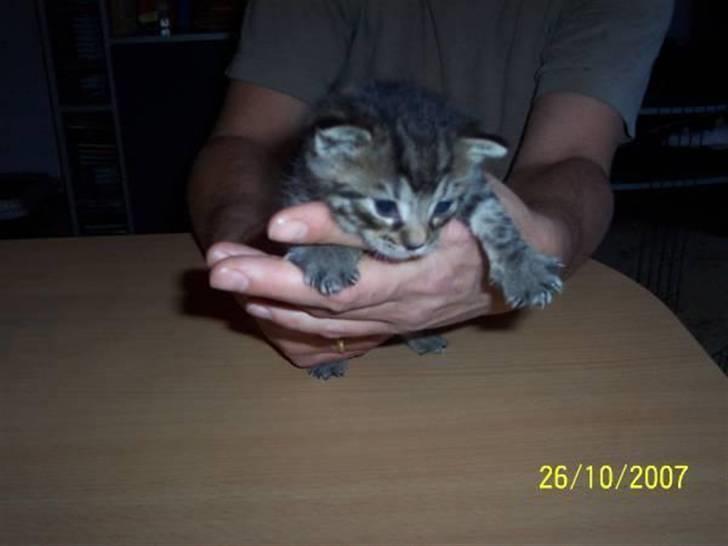 Huskat Fonzie - 2 uger gamle mig... billede 10