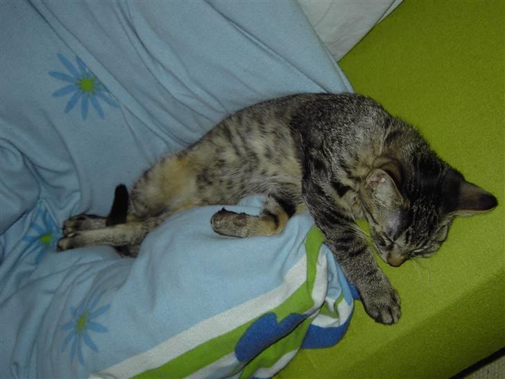 Huskat Fonzie - Dasetid igen igen :P billede 11