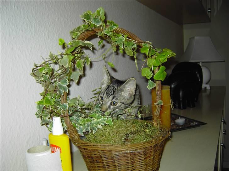 Huskat Fonzie billede 12