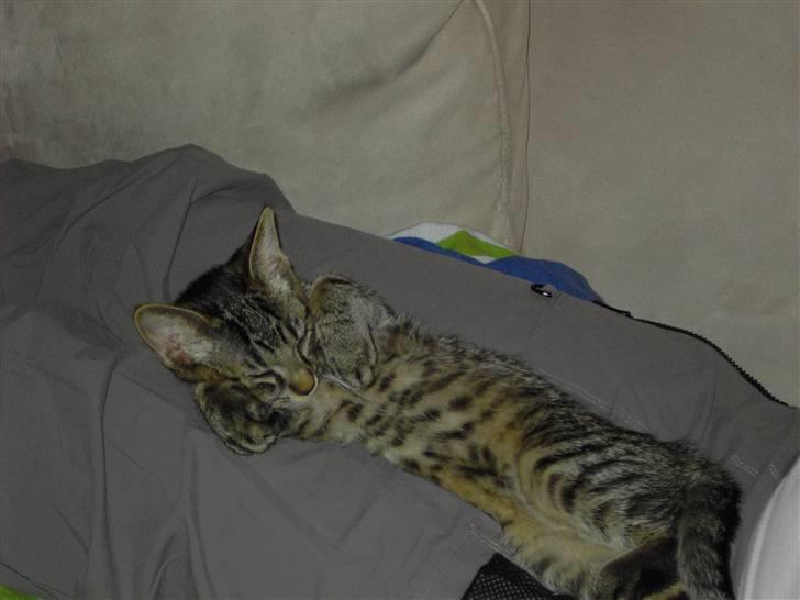 Huskat Fonzie - Uh, det er rart at blive nusset af mor :D billede 13